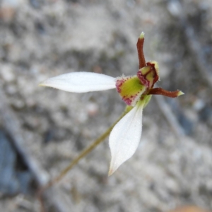 Eriochilus cucullatus at Kambah, ACT - 13 Apr 2019