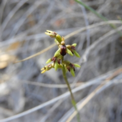 Corunastylis clivicola (Rufous midge orchid) at Kambah, ACT - 13 Apr 2019 by MatthewFrawley