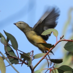 Pardalotus punctatus (Spotted Pardalote) at Kambah, ACT - 13 Apr 2019 by MatthewFrawley