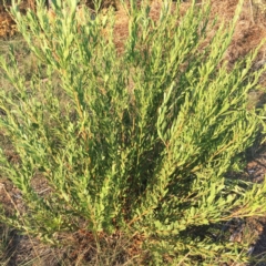 Daviesia mimosoides (Bitter Pea) at Hughes, ACT - 12 Apr 2019 by ruthkerruish