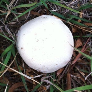 Agaricus sp. at Garran, ACT - 12 Apr 2019