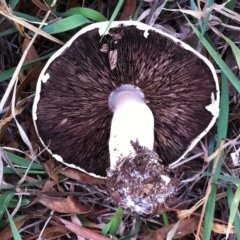 Agaricus sp. at Garran, ACT - 12 Apr 2019