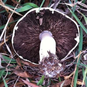 Agaricus sp. at Garran, ACT - 12 Apr 2019