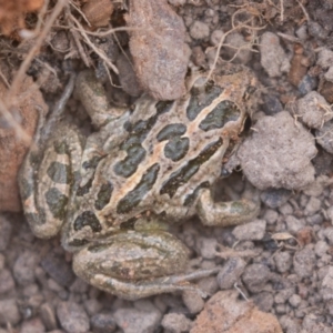 Limnodynastes tasmaniensis at Mount Clear, ACT - 13 Apr 2019