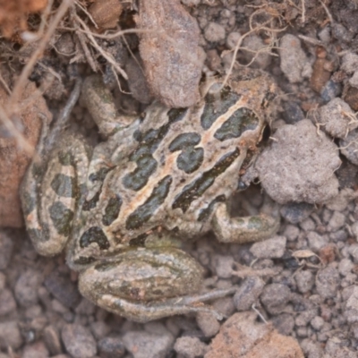 Limnodynastes tasmaniensis (Spotted Grass Frog) at Mount Clear, ACT - 13 Apr 2019 by rawshorty