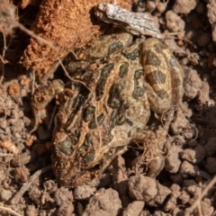 Limnodynastes tasmaniensis at Mount Clear, ACT - 13 Apr 2019