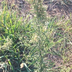 Erigeron sp. at Hughes, ACT - 12 Apr 2019 03:00 PM