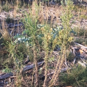 Erigeron sp. at Hughes, ACT - 12 Apr 2019 03:00 PM