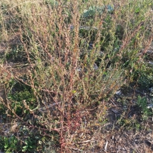 Chenopodium sp. at Hughes, ACT - 12 Apr 2019