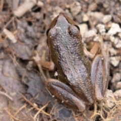 Litoria verreauxii verreauxii (Whistling Tree-frog) at Mount Clear, ACT - 13 Apr 2019 by rawshorty