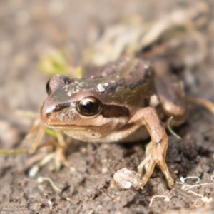 Litoria verreauxii verreauxii at Mount Clear, ACT - 13 Apr 2019