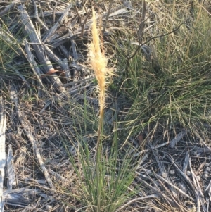 Dichelachne sp. at Hughes, ACT - 12 Apr 2019