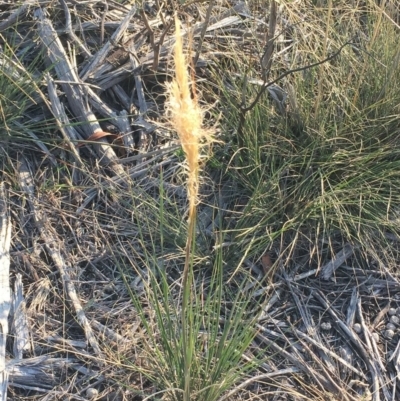 Dichelachne sp. (Plume Grasses) at Hughes, ACT - 12 Apr 2019 by ruthkerruish