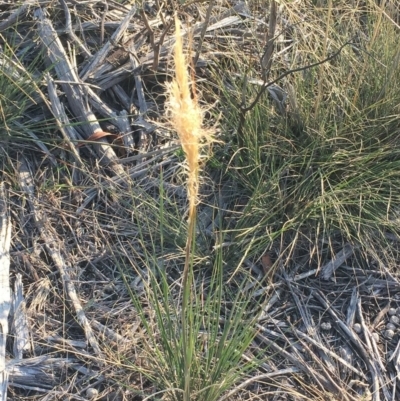 Dichelachne (genus) (Plume Grasses) at Hughes, ACT - 12 Apr 2019 by ruthkerruish