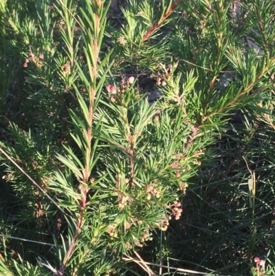 Grevillea rosmarinifolia subsp. rosmarinifolia (Rosemary Grevillea) at Hughes, ACT - 12 Apr 2019 by ruthkerruish