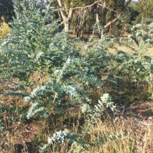 Acacia baileyana at Hughes, ACT - 12 Apr 2019 03:00 PM