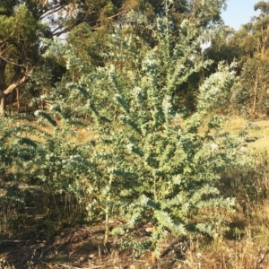 Acacia baileyana at Hughes, ACT - 12 Apr 2019