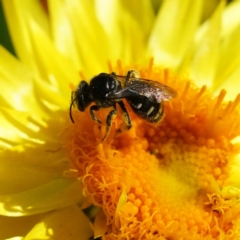 Lasioglossum (Chilalictus) sp. (genus & subgenus) (Halictid bee) at Acton, ACT - 13 Apr 2019 by DonTaylor