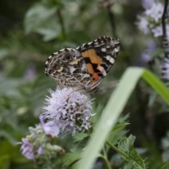 Vanessa kershawi (Australian Painted Lady) at Michelago, NSW - 22 Mar 2019 by Illilanga