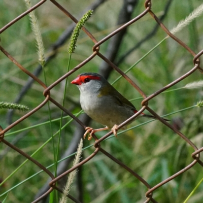 Neochmia temporalis (Red-browed Finch) at Acton, ACT - 13 Apr 2019 by dimageau