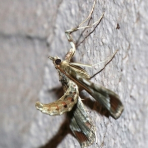 Sceliodes cordalis at Ainslie, ACT - 13 Apr 2019