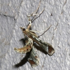 Sceliodes cordalis at Ainslie, ACT - 13 Apr 2019