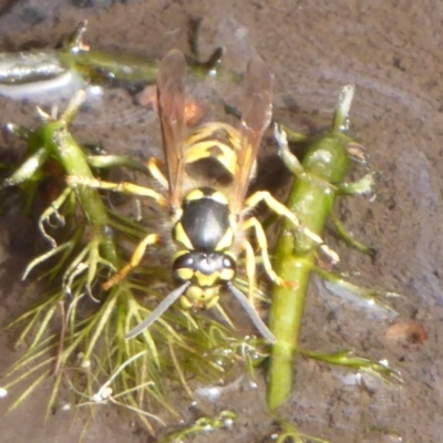 Vespula germanica (European Wasp, German Yellowjacket Wasp) at Mount Clear, ACT - 13 Apr 2019 by Christine