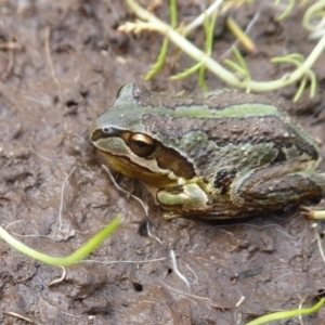 Litoria verreauxii verreauxii at Mount Clear, ACT - 13 Apr 2019