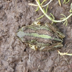 Litoria verreauxii verreauxii at Mount Clear, ACT - 13 Apr 2019