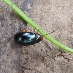 Chrysomelidae sp. (family) (Unidentified Leaf Beetle) at Mount Clear, ACT - 13 Apr 2019 by Christine