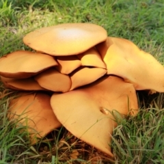 Gymnopilus junonius (Spectacular Rustgill) at Molonglo Valley, ACT - 13 Apr 2019 by Boagshoags