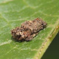 Arkys alticephala (High-headed Arkys) at ANBG - 16 Feb 2019 by TimL