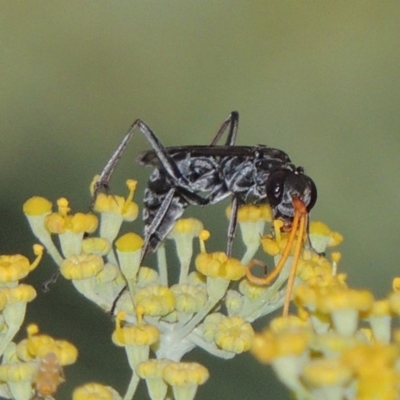 Pompilidae (family) (Unidentified Spider wasp) at Paddys River, ACT - 17 Jan 2019 by MichaelBedingfield