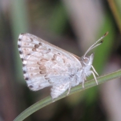 Lucia limbaria (Chequered Copper) at Pollinator-friendly garden Conder - 2 Mar 2019 by michaelb