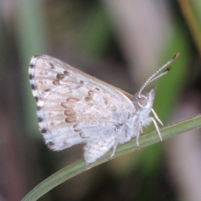 Lucia limbaria (Chequered Copper) at Conder, ACT - 2 Mar 2019 by MichaelBedingfield