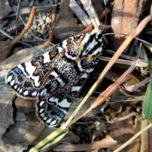 Apina callisto at Jerrabomberra, NSW - 14 Apr 2019