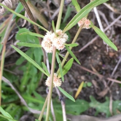 Alternanthera denticulata (Lesser Joyweed) at Old Naas TSR - 13 Apr 2019 by JaneR