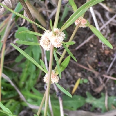 Alternanthera denticulata (Lesser Joyweed) at Booth, ACT - 13 Apr 2019 by JaneR