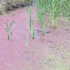 Azolla rubra (Red Water Fern) at Old Naas TSR - 13 Apr 2019 by JaneR