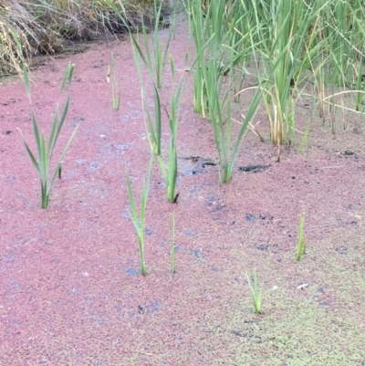 Azolla filiculoides (Water Fern) at Booth, ACT - 13 Apr 2019 by JaneR