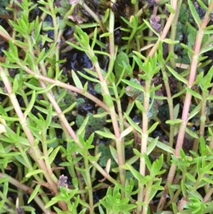 Crassula helmsii at Booth, ACT - 13 Apr 2019 04:30 PM
