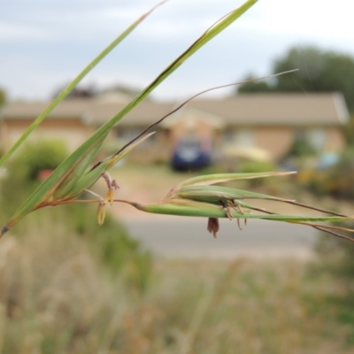 Themeda triandra (Kangaroo Grass) at Conder, ACT - 4 Mar 2019 by michaelb