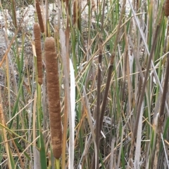 Typha sp. (Cumbungi) at Booth, ACT - 13 Apr 2019 by JaneR