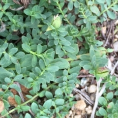 Hypericum japonicum (Creeping St John's Wort) at Old Naas TSR - 13 Apr 2019 by JaneR