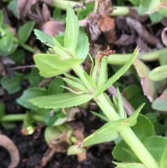 Gratiola peruviana (Australian Brooklime) at Booth, ACT - 13 Apr 2019 by JaneR