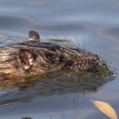 Hydromys chrysogaster (Rakali or Water Rat) at Fyshwick, ACT - 13 Apr 2019 by rawshorty