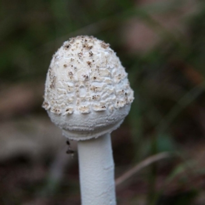 Macrolepiota dolichaula (Macrolepiota dolichaula) at Shoalhaven Heads, NSW - 10 Apr 2019 by Nurjahan