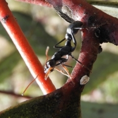 Myrmecia sp., pilosula-group (Jack jumper) at Mount Clear, ACT - 13 Apr 2019 by Christine