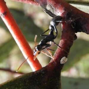 Myrmecia sp., pilosula-group at Mount Clear, ACT - 13 Apr 2019