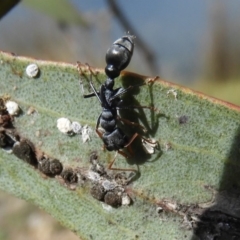 Myrmecia sp., pilosula-group at Mount Clear, ACT - 13 Apr 2019 12:41 PM